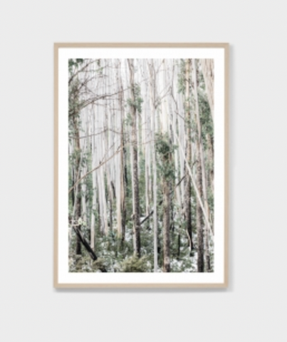 Eucalyptus Forest Print