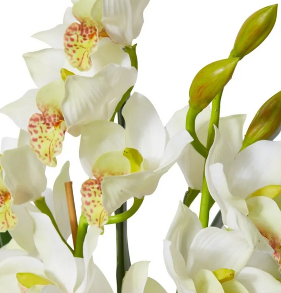 Cymbidium Orchid Plant 102 cm