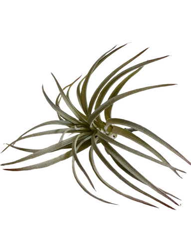 Spider Plant Assorted