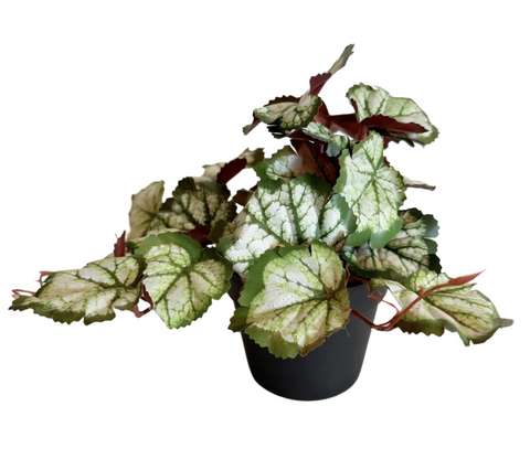 Begonia Faux Plant