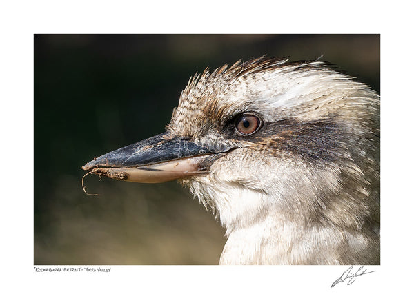 Kookaburra Portrait Framed Print