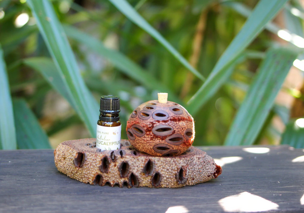 Banksia Pod Essential Oil Stand